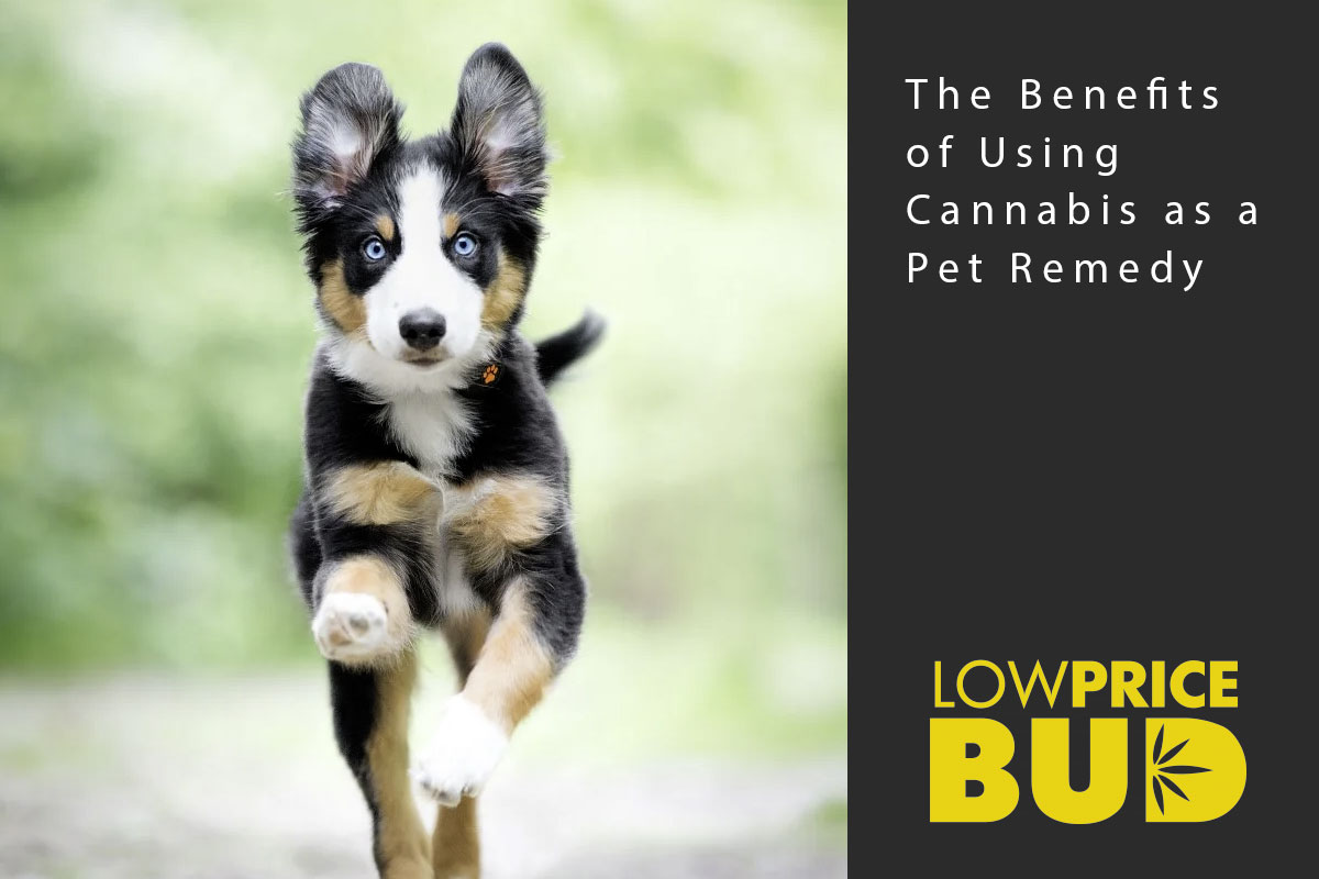 benefits pet