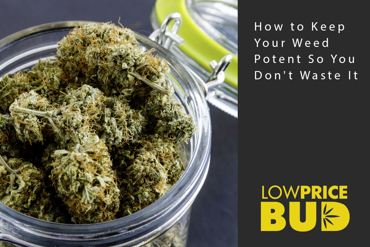 keep weed potent