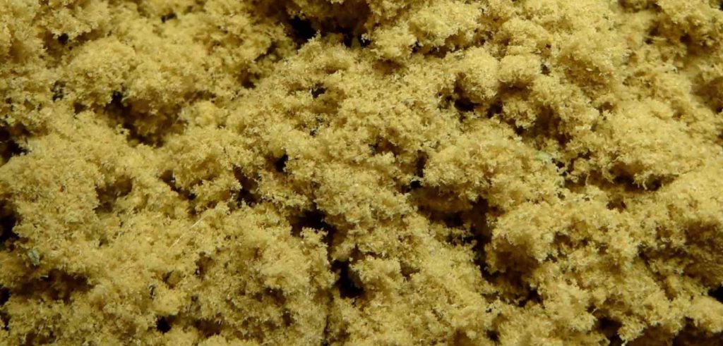 Do you know how to make dry ice hash from buds? This guide can help to let you know everything about it.