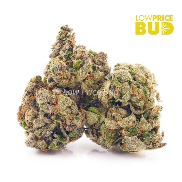 Buy Purple Wreck (AA) online Canada