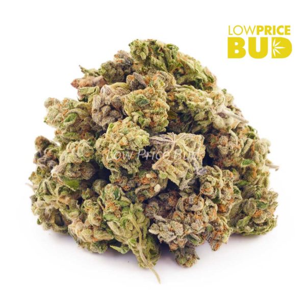 Buy Purple Wreck (AA) online Canada