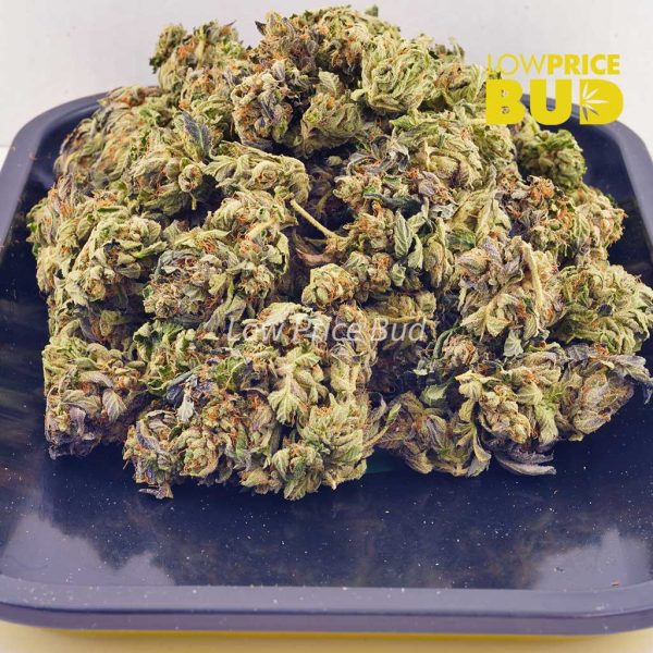 Buy Purple Wreck (AA) online Canada