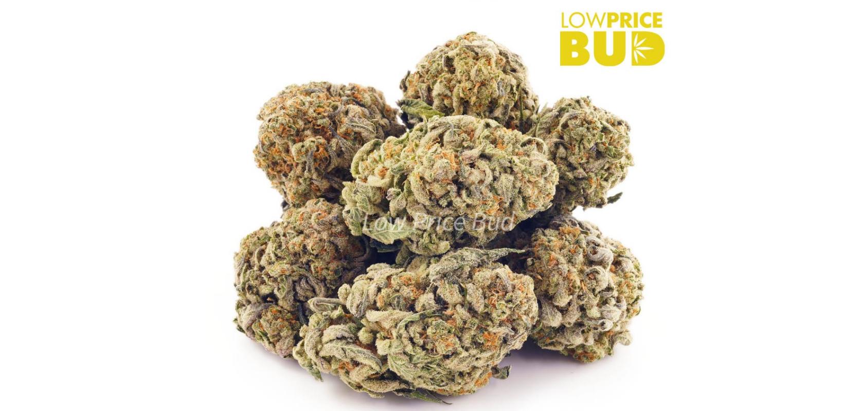 Blueberry Diesel is a common name in the cannabis industry. It is an Indica-heavy hybrid that's made by crossing two powerful strains: Blueberry and Sour Diesel. 
