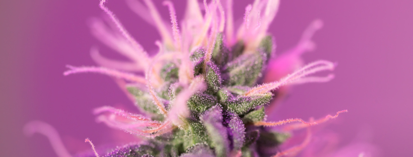 Cannabis Flowering Week Six