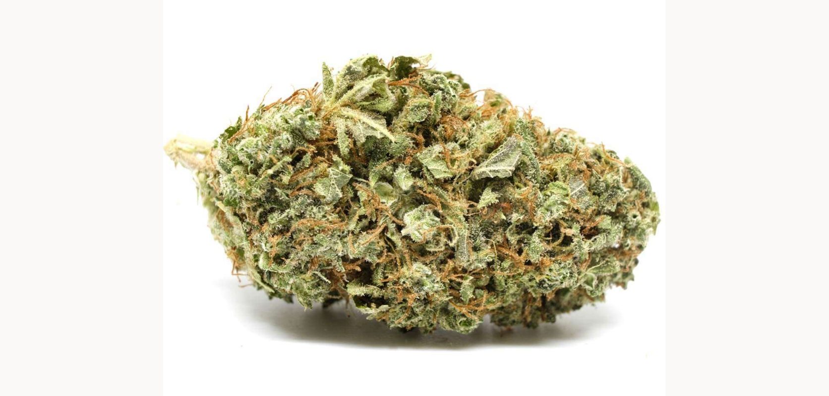 You are ready to try the Green Congo strain, but you don't know where to look. Worry not, we've got you covered! 