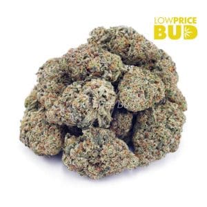 Jack Frost (AAA) Buy Jack Frost (AAA) online Canada