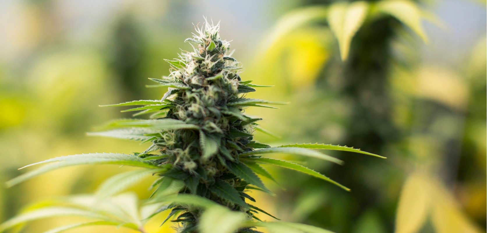 Where the typical flowering phase of the Tropicali Punch strain is a maximum of nine weeks, you’ll be pleasantly delighted with the quality and flavour fullness of the nugs.