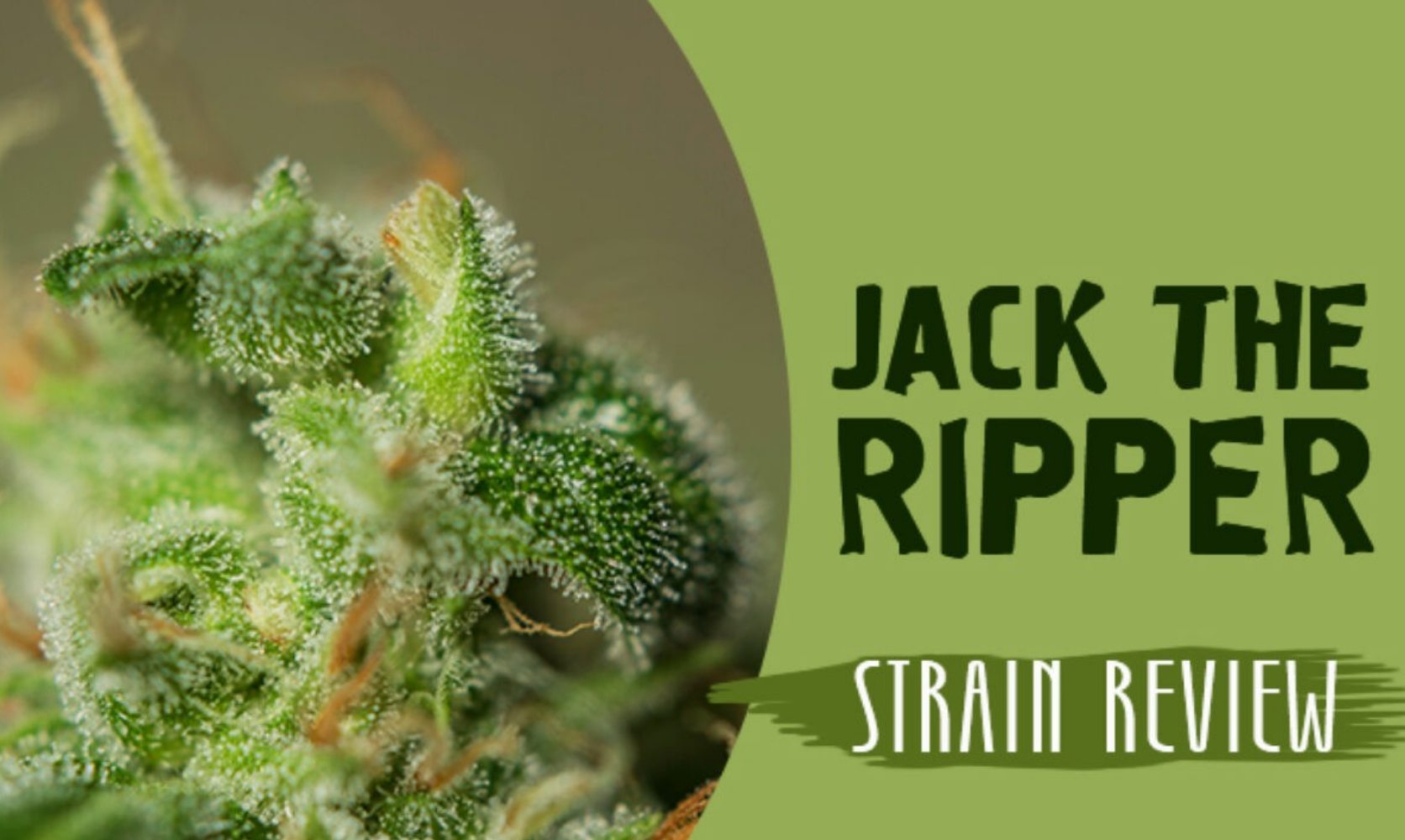 Get the Jack the Ripper strain at the best online dispensary in Canada. This Jack the Ripper strain review will give you deeper insight into the characteristics of weed.Â