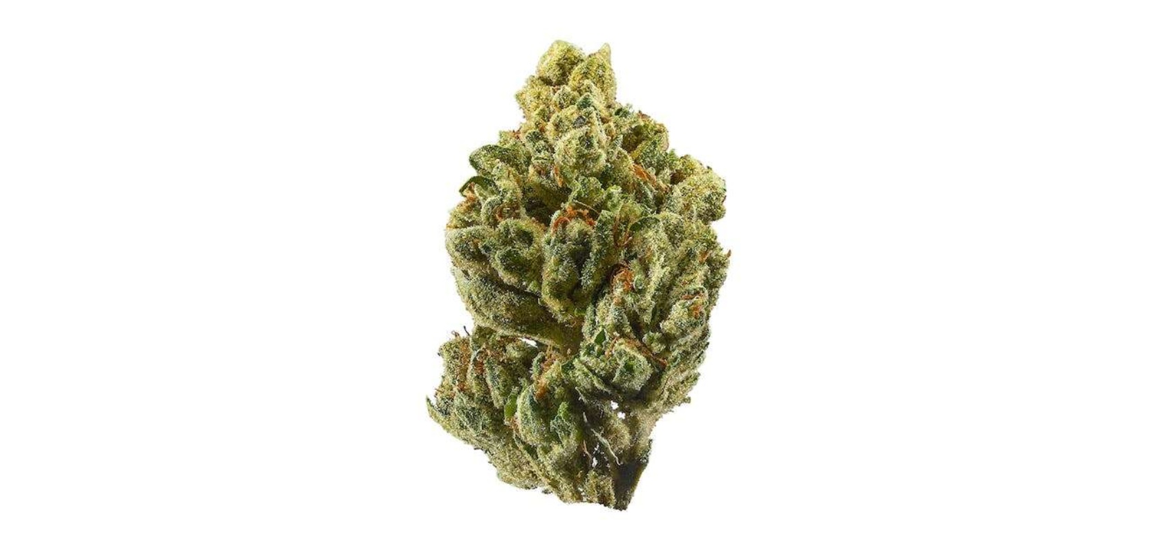 The internet is full of ambiguous articles. One review claims that OG Kush is a slightly Sativa-leaning hybrid, while others say it is Indica. 
