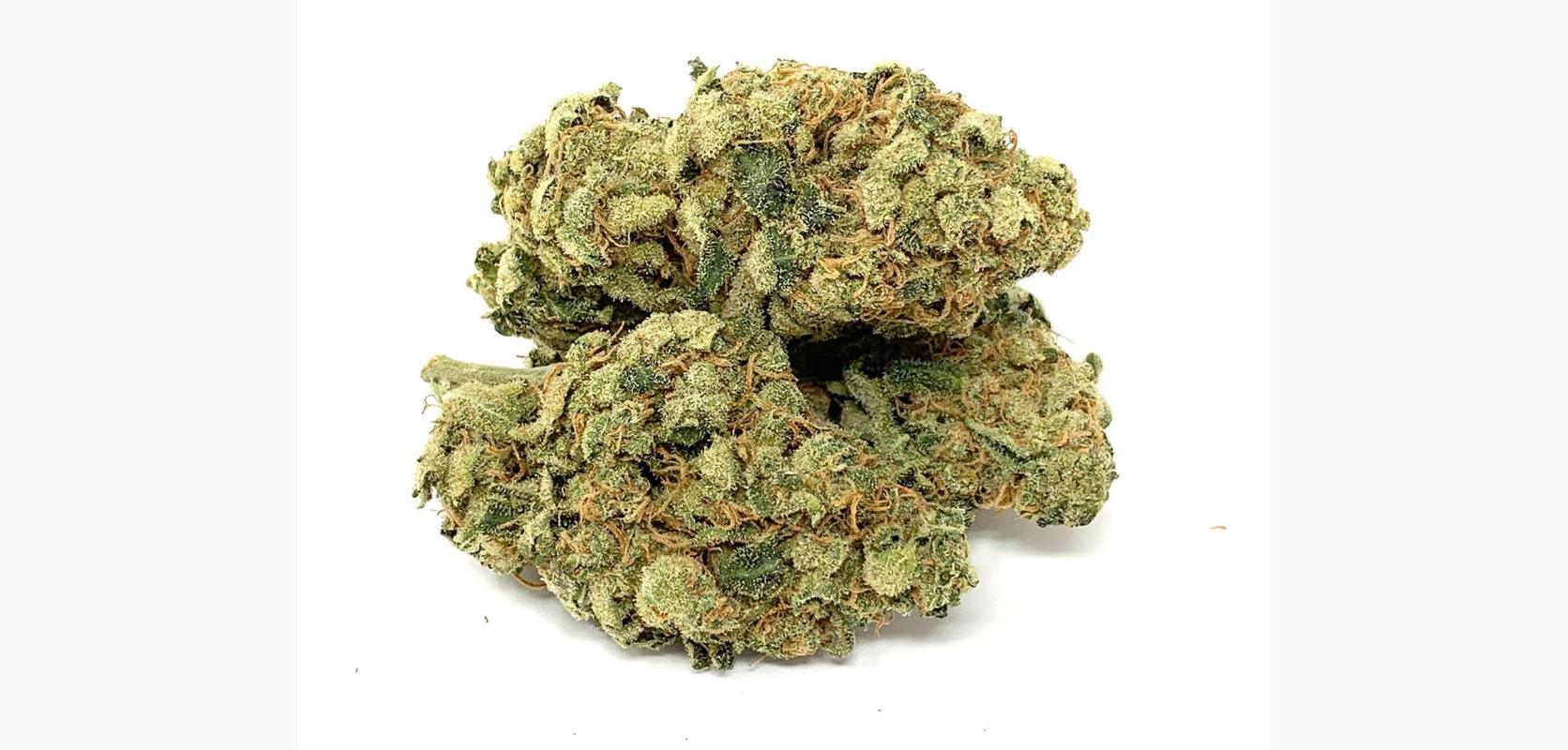 The Green Congo strain is a mild to moderate cannabis strain with around 17 to 18 percent of THC.