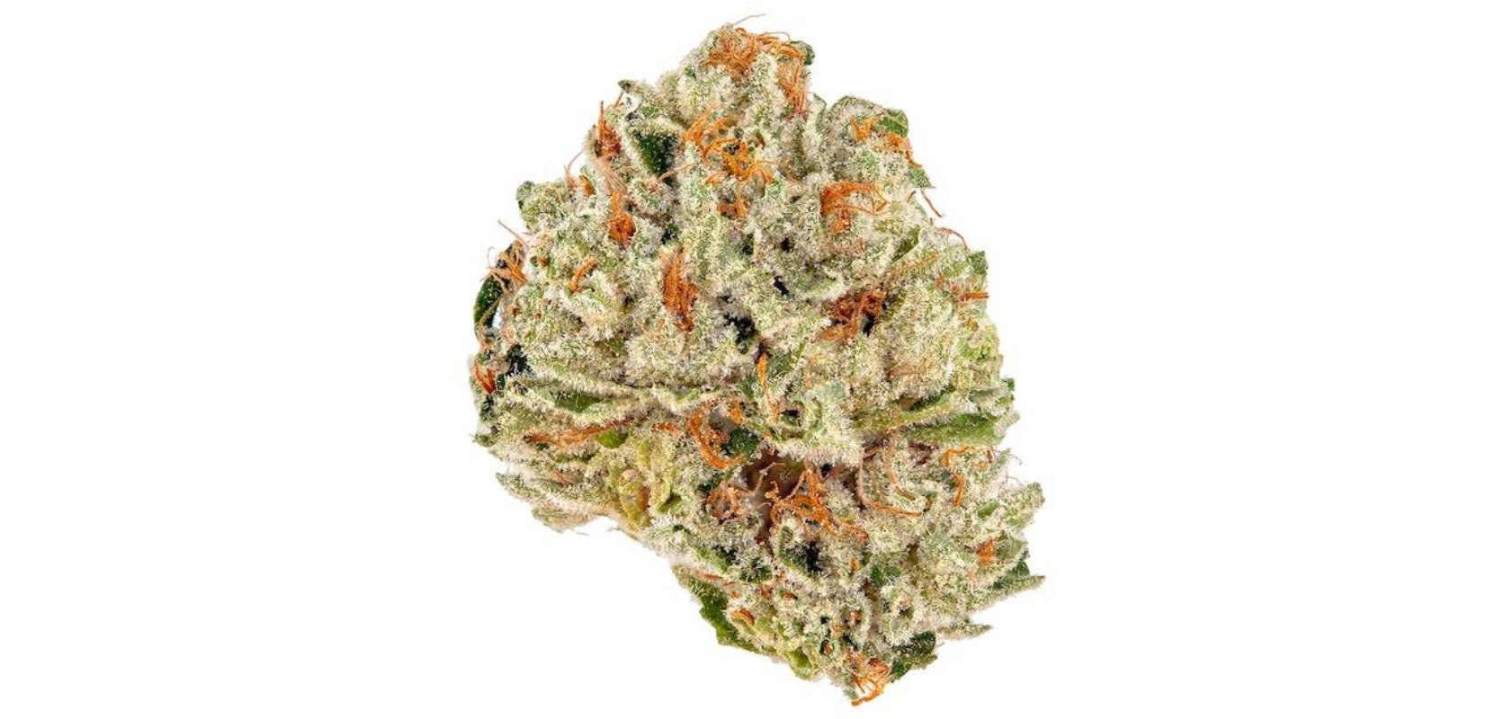 Tropicali Punch, also simply called Tropical Punch, is a sativa dominant hybrid strain created by crossing the delicious Skunk, Haze and Northern Lights strains. 