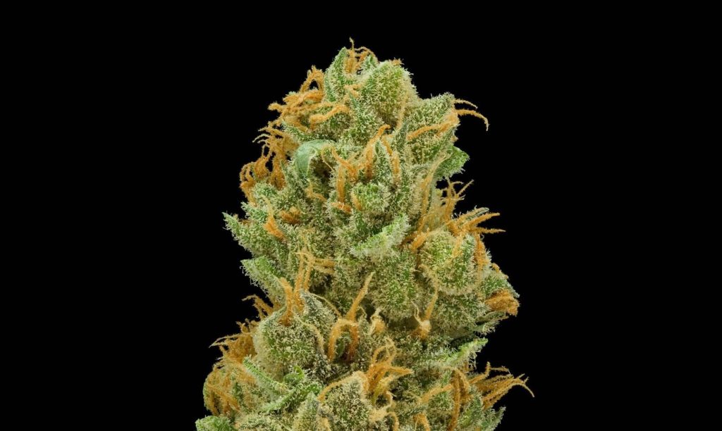 If you love tropical cannabis strains with feel-good effects, this Tropicali Punch strain review may help to make this your next favourite strain.