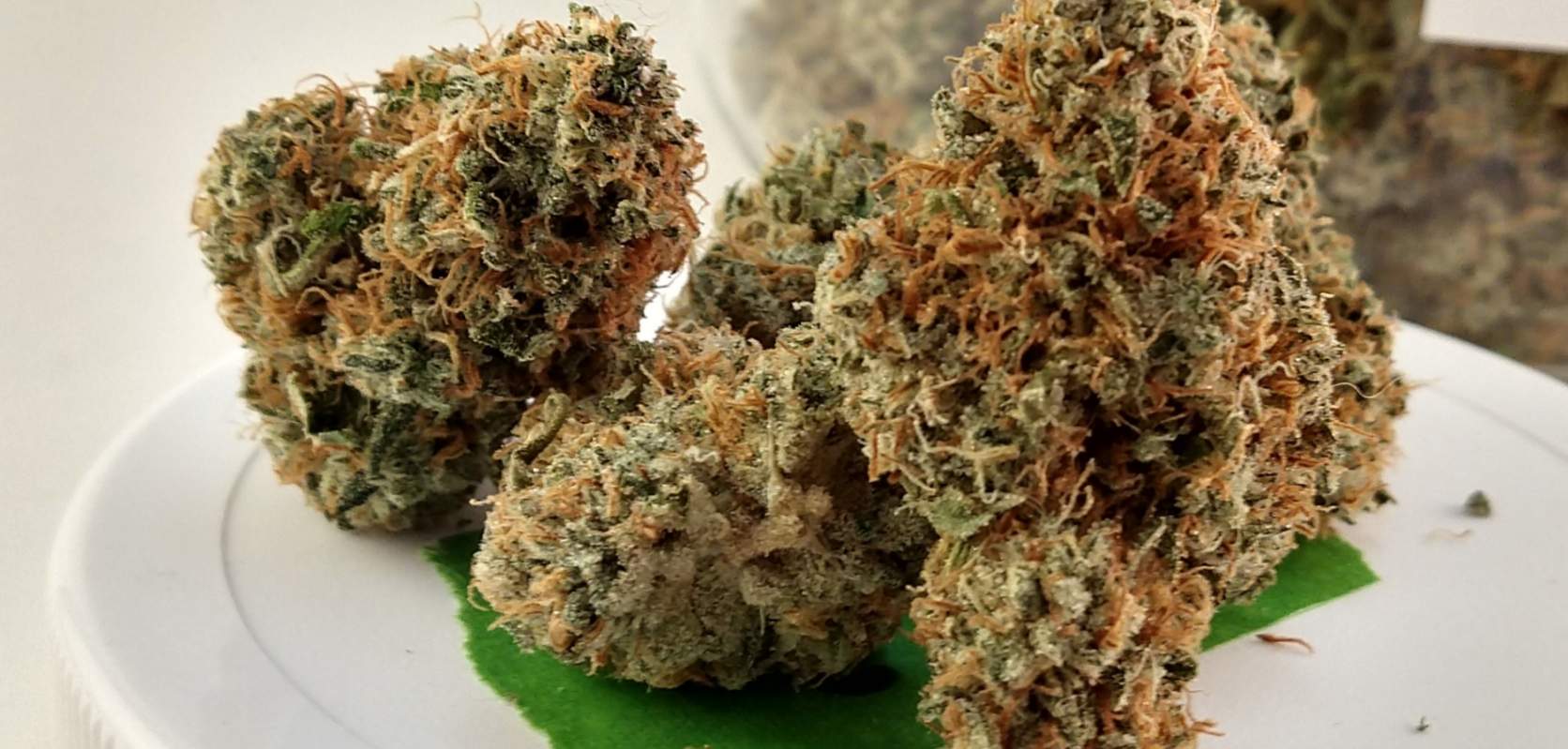 Do you know what strains of cannabis are high in CBN? Simply choose any of the strains listed in this article and you’ll be well on the right CBN track.