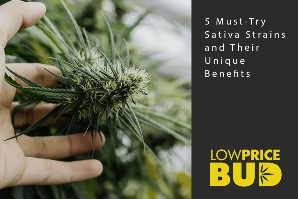 5 sativa strains to try