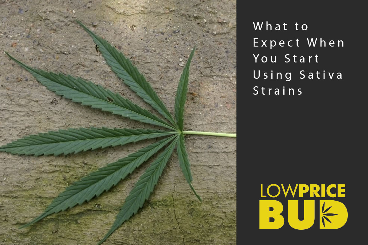 sativa strains