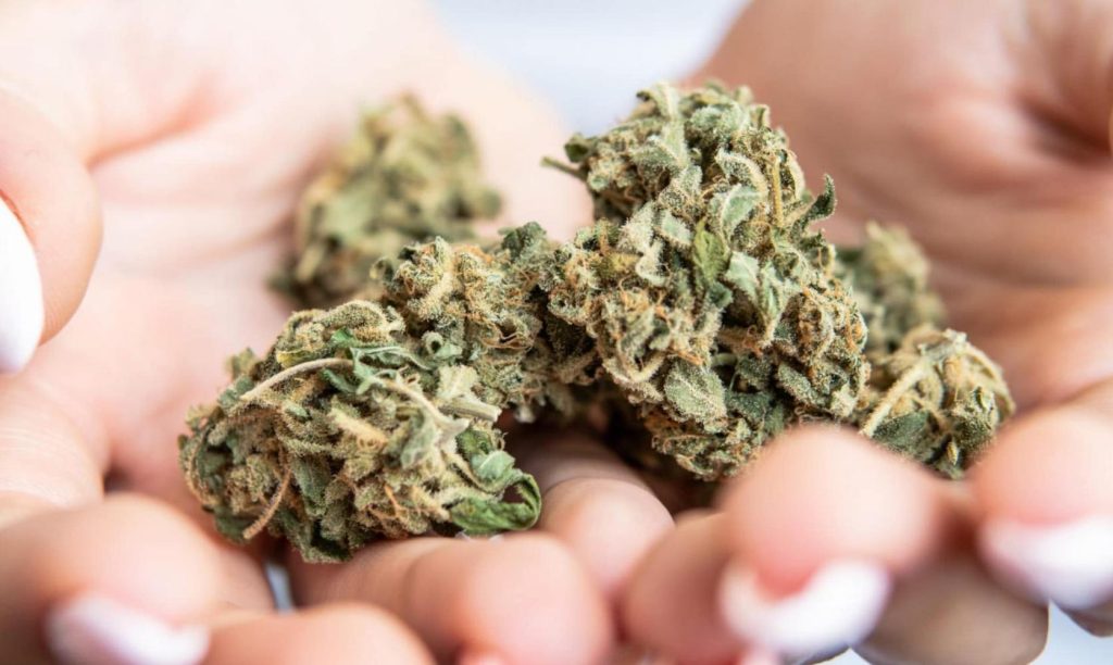 Do you know what strains of cannabis are high in CBN Simply choose any of the strains listed in this article and you’ll be well on the right CBN track.