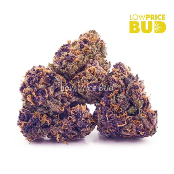 Buy Purple Urkle (AAA) online Canada