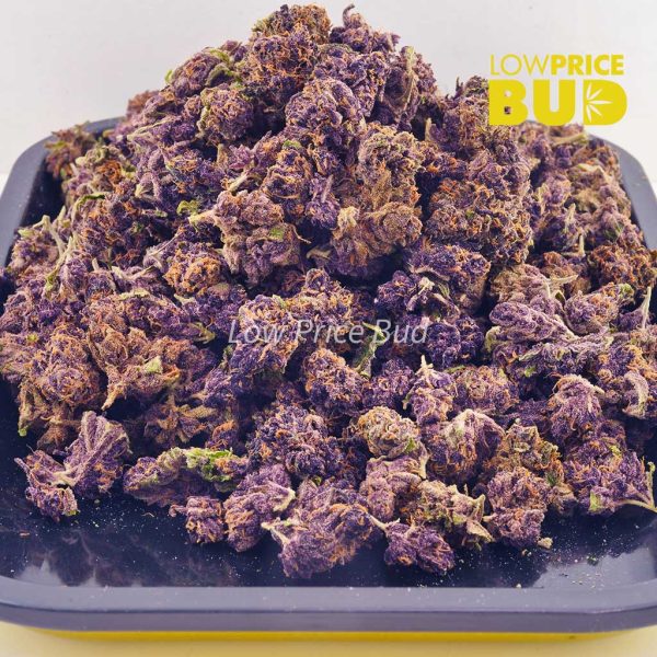 Buy Purple Urkle (AAA) online Canada