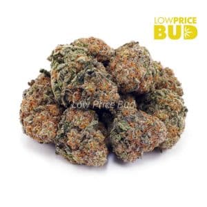 Crazy Glue (AA) Buy Crazy Glue (AA) online Canada