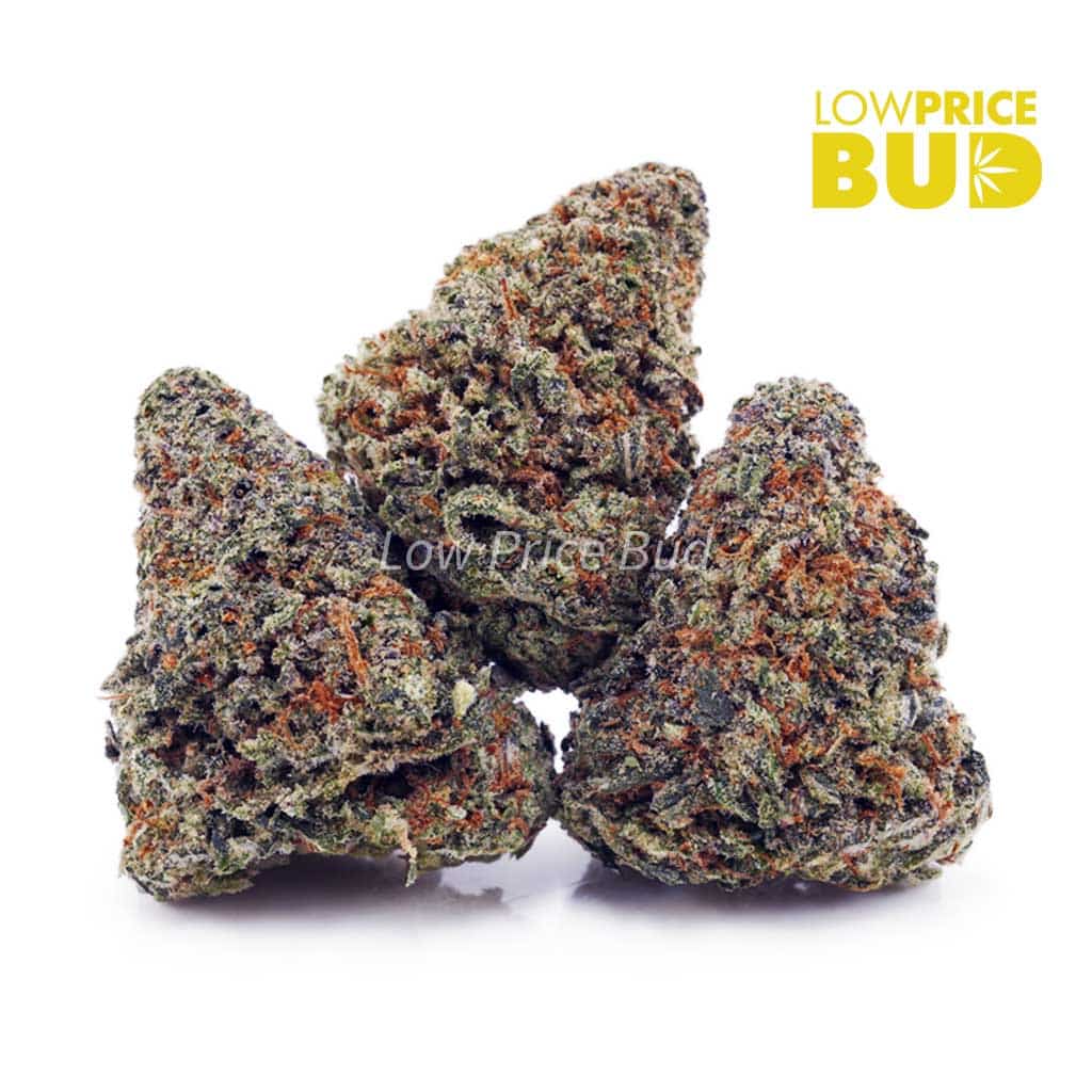 Ghost Train Haze (AA) Buy Ghost Train Haze (AA) online Canada