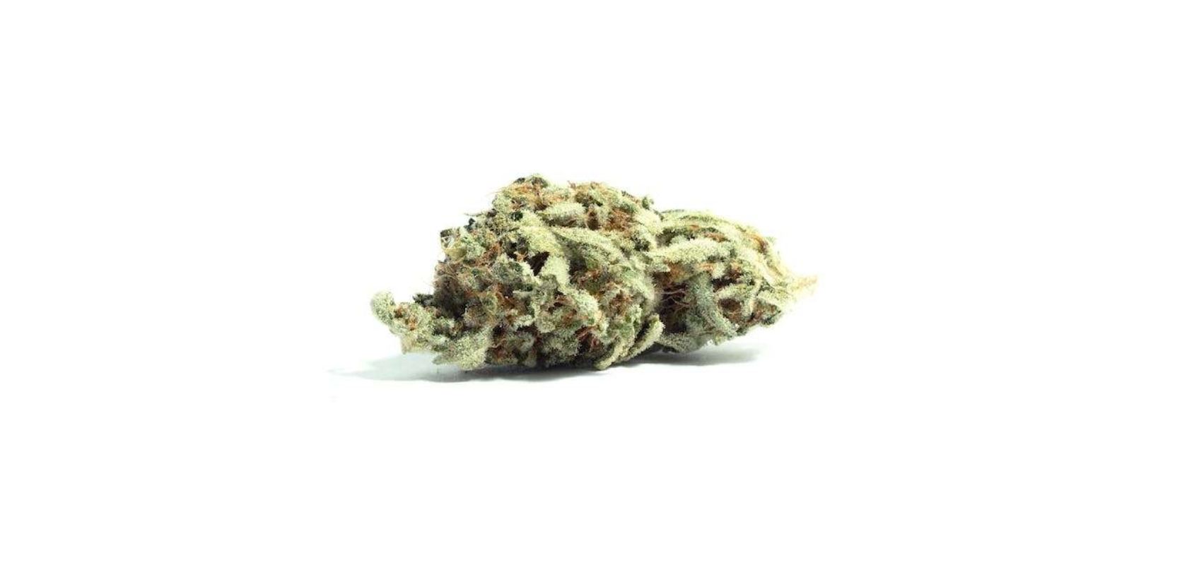 The Rainbow Sherbet strain is a tempting evenly balanced hybrid (50:50 Indica to Sativa ratio), with THC levels hovering between 20 to 22 percent. 