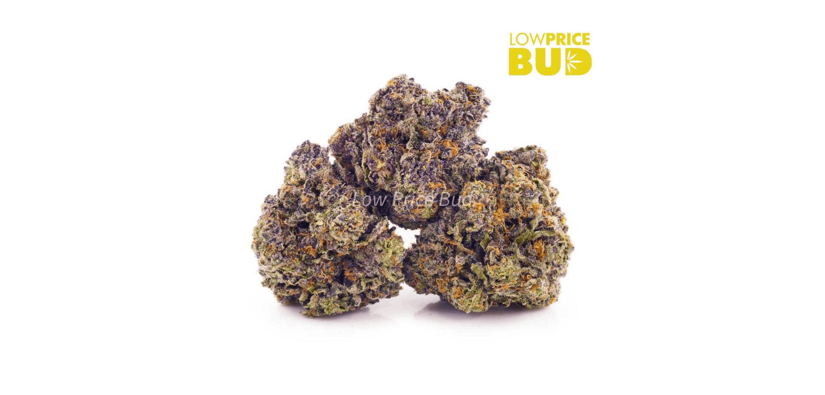 You can order 28 grams of exotic Purple Space Cookies weed online for only $140 from our budding online sale section right now. 