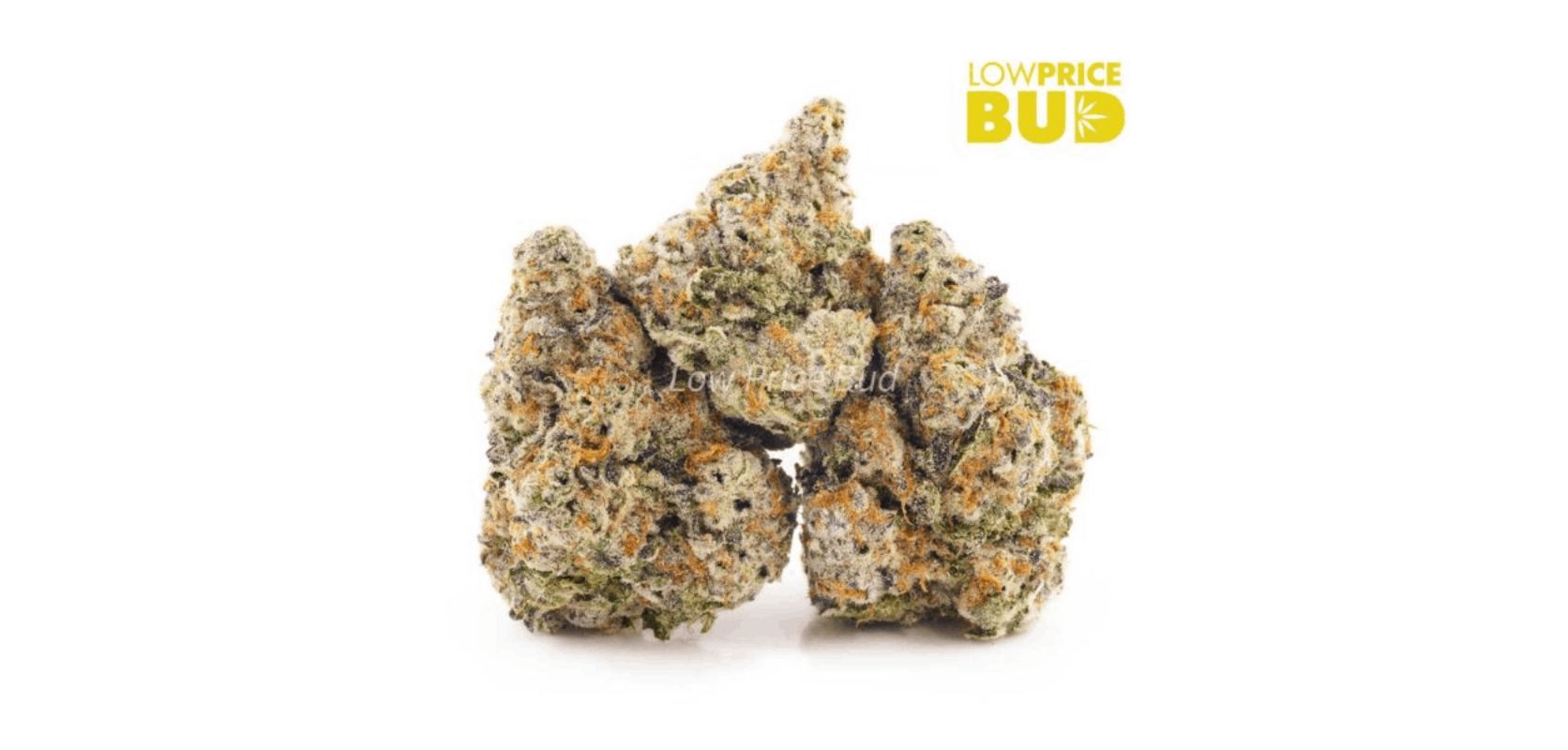 White Widow is classic, and it has an incredibly high THC level, reaching up to 25%. 