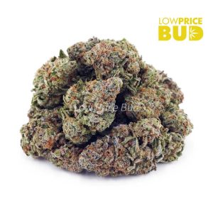 Biscotti (AA) Buy Biscotti (AA) online Canada
