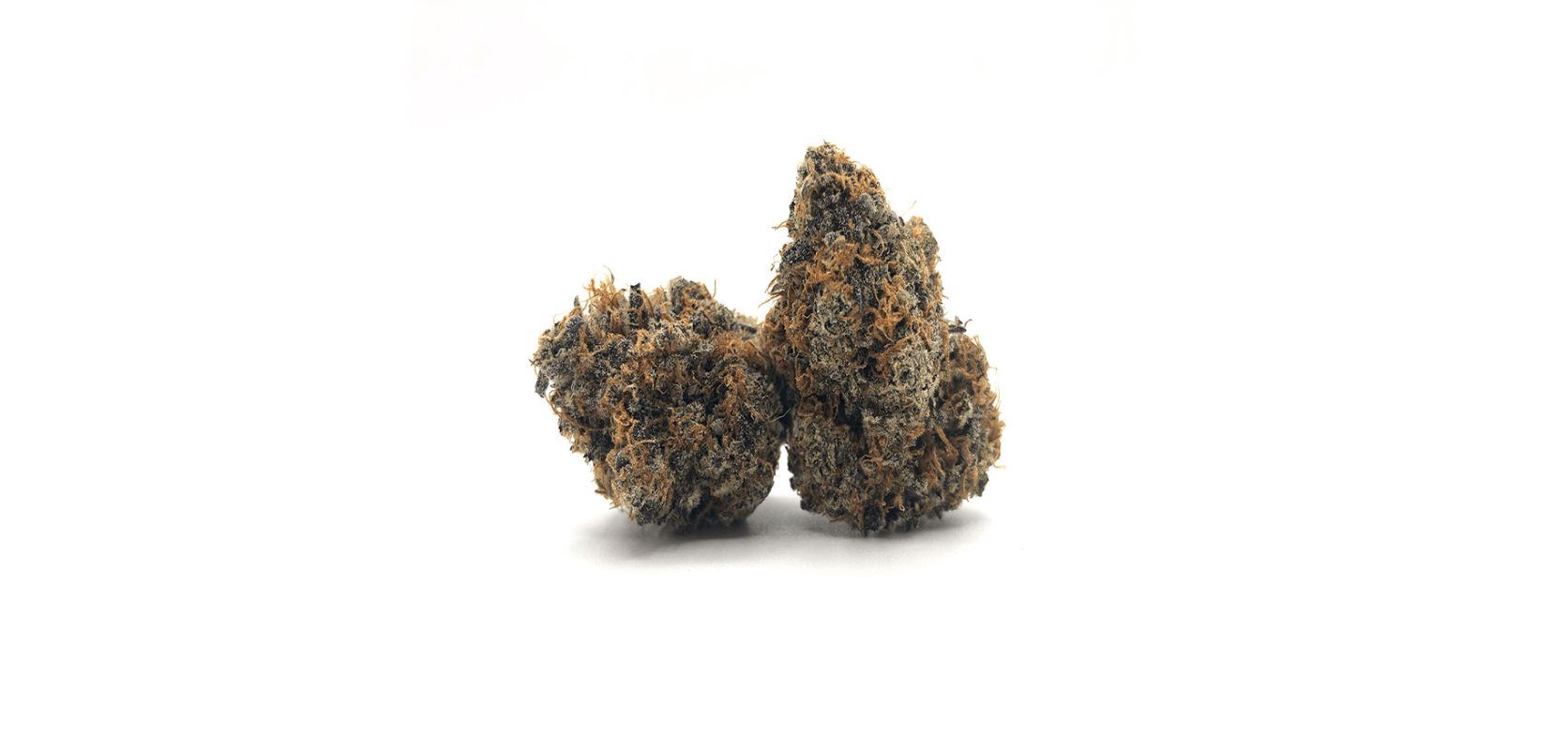 The Blue Coma strain may be mistaken for an Indica-dominant hybrid, but it's actually a Sativa powerhouse that can deliver a knockout blow with its THC content ranging from 18 to 24 percent. 