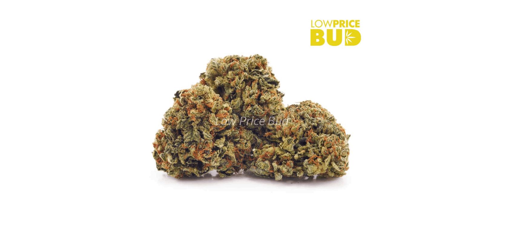 As a Sativa hybrid with around 18 percent THC, this budget bud is a great alternative to the potent Blue Coma strain. 