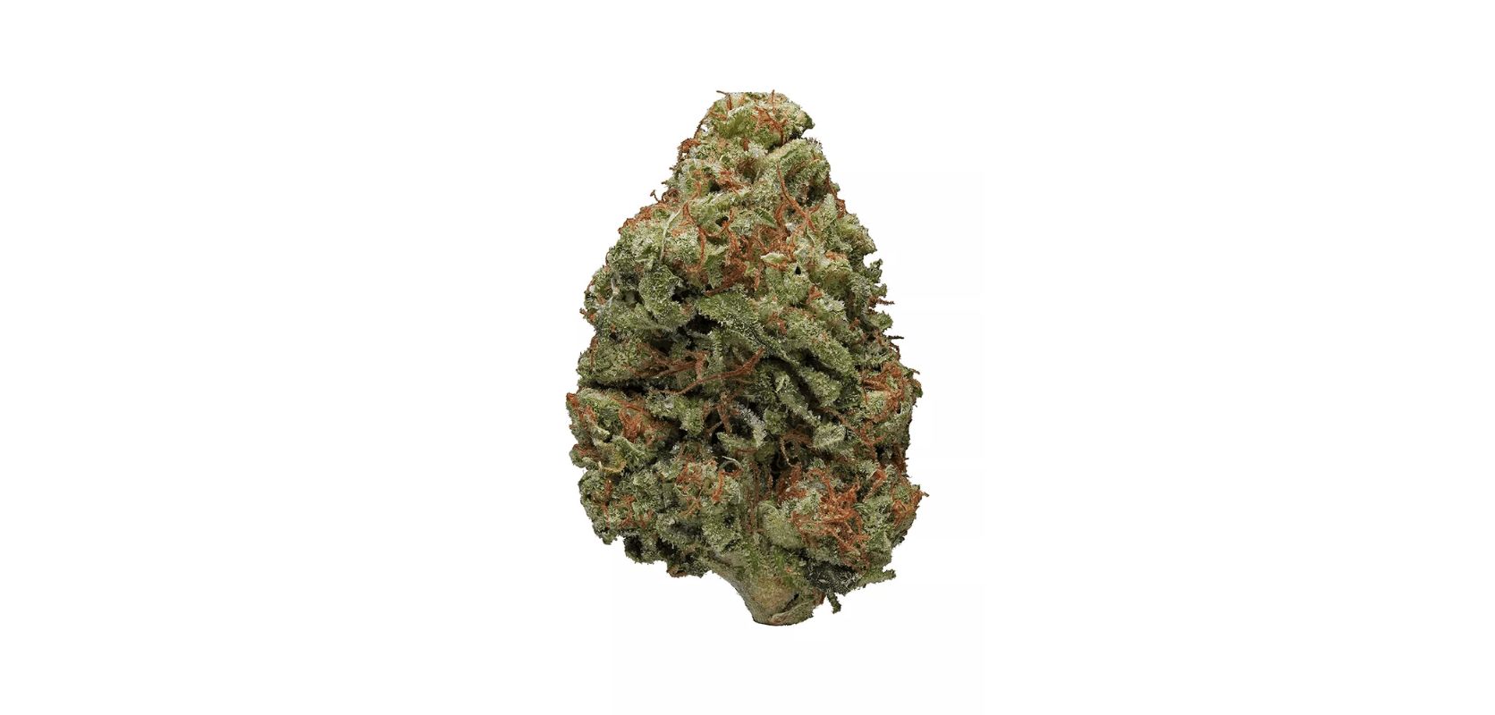 Let's talk about the Bruce Banner strain and its appearance. If you're a fan of big, beautiful buds, then you'll love this strain. 