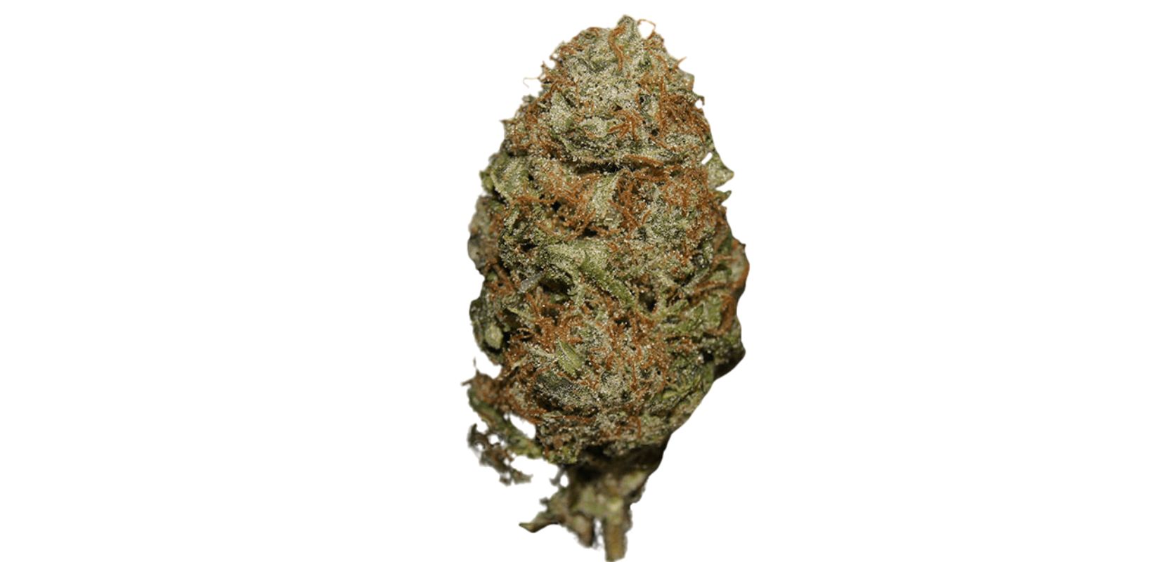 The THC content in the Bruce Banner strain varies between 22% to 29%, making it one of the most potent strains available in the market.