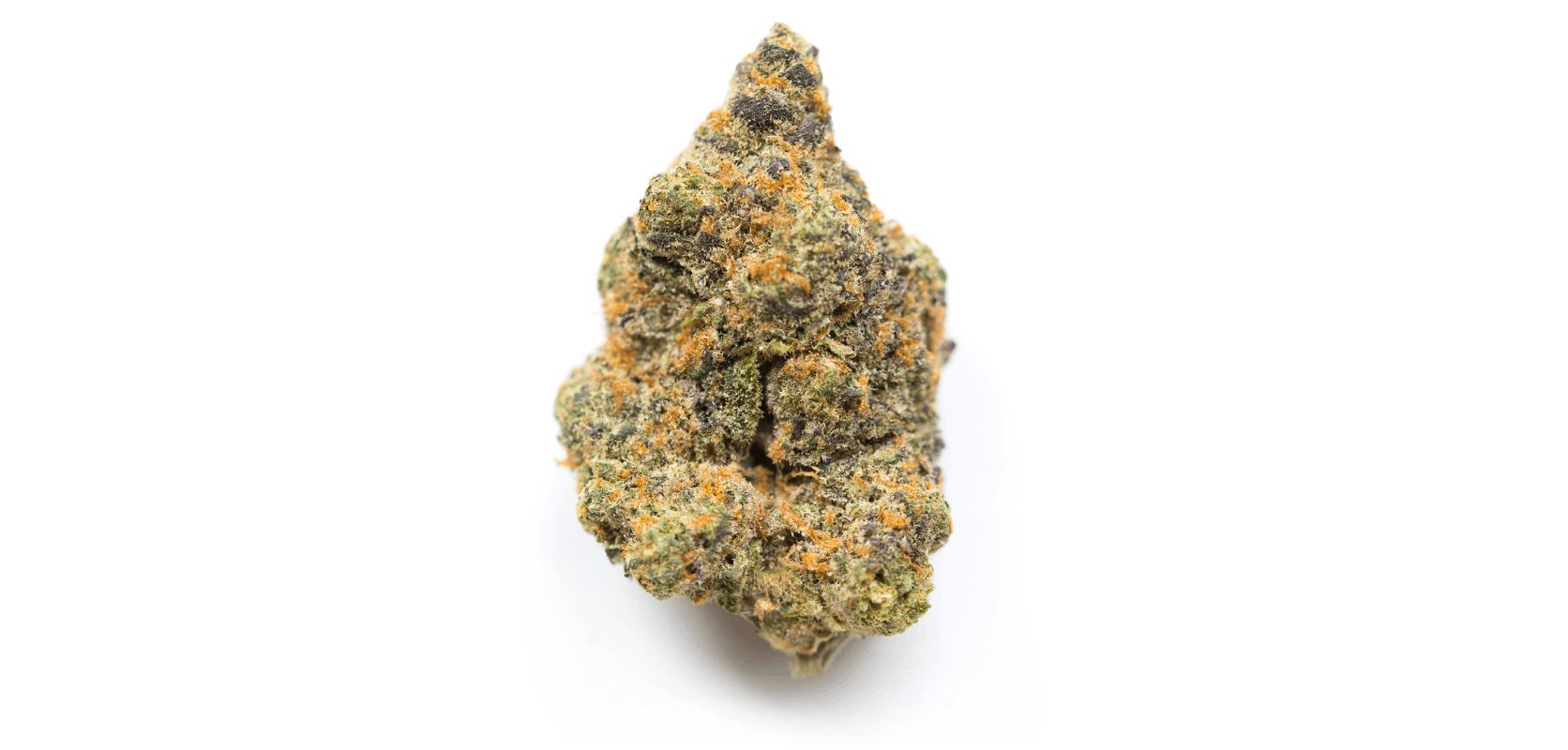 The Bruce Banner strain was created by a Colorado-based company called Delta 9 Genetics. It was named after the alter ego of Marvel Comic's superhero, The Hulk, and is known for its incredibly potent effects. 