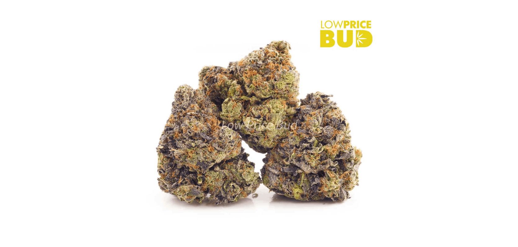 This strain is 80% indica and 20% sativa, so you can expect heavier body effects. This strain is thought to be a cross between the legendary OG Kush and Afghani strains.