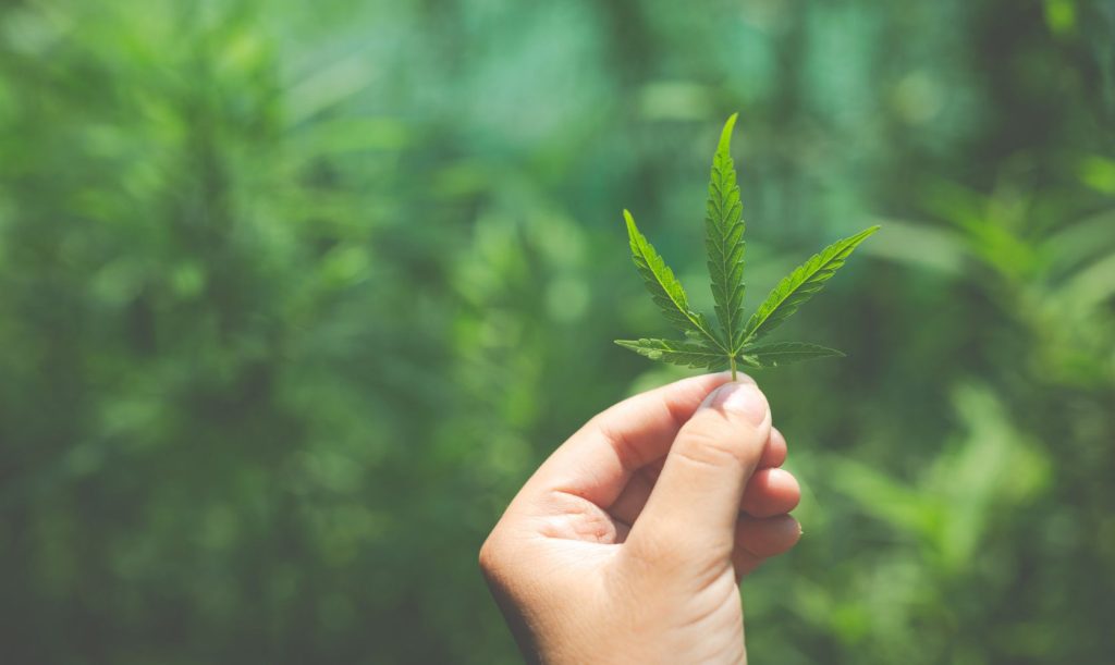 In this article, we discuss why you should buy Canadian weed online from a dispensary and the benefits of Canadian weed. Keep on reading blog.