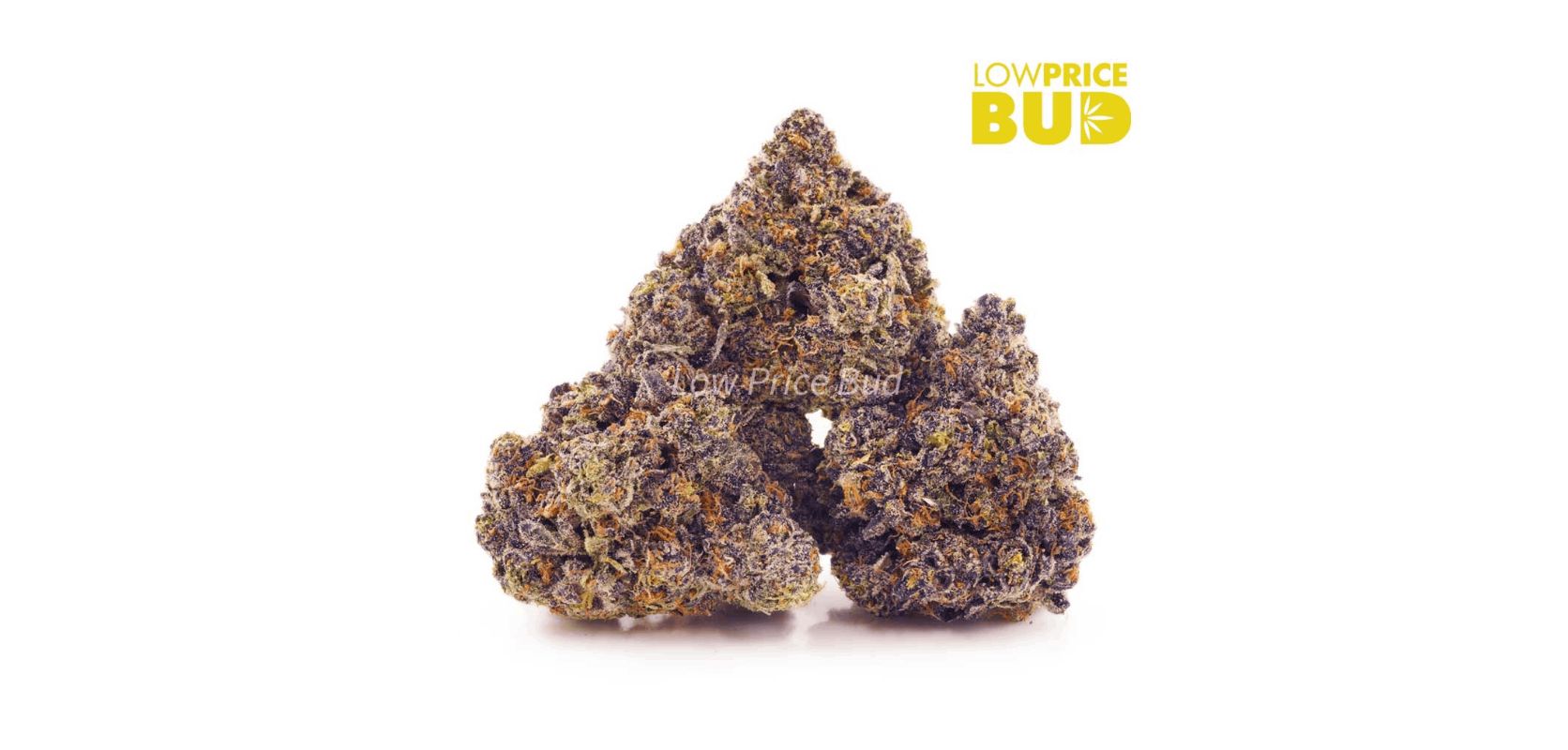 Are you looking for a great all-round cannabis experience? This AAAA-grade Crazy Glue strain from LowPriceBud may be just what you need.