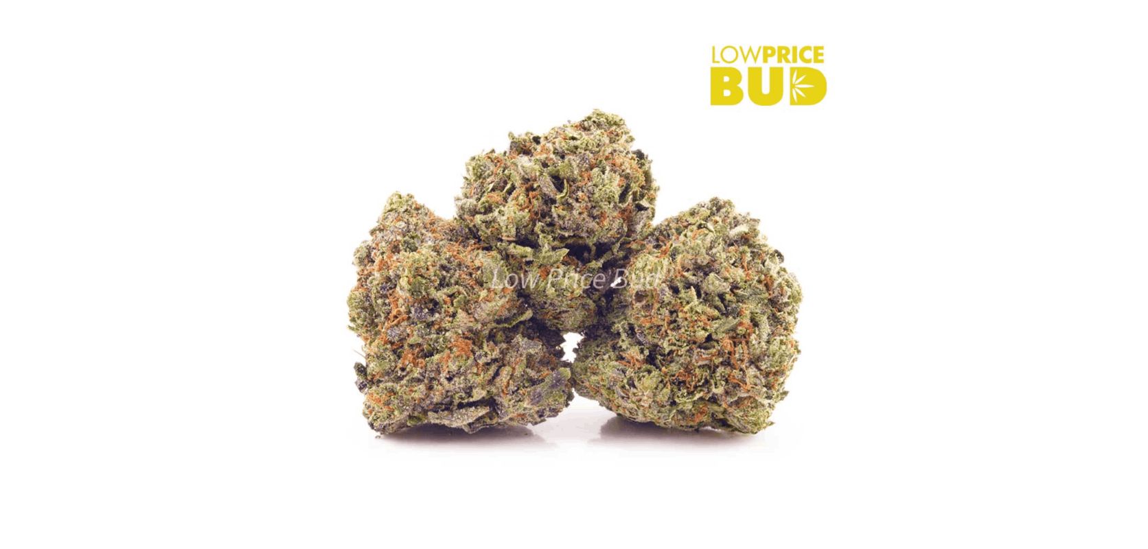 If you're in search of devilish energy and cerebral effects, the El Diablo (AAAA), may be ideal for you! Namely, this is the top-selling mail order marijuana in Canada for recreational and medical users seeking a full blast of cerebral rush.