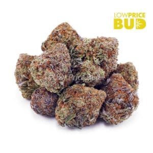 Peaches and Cream (AAA) Buy Peaches and Cream (AAA) online Canada