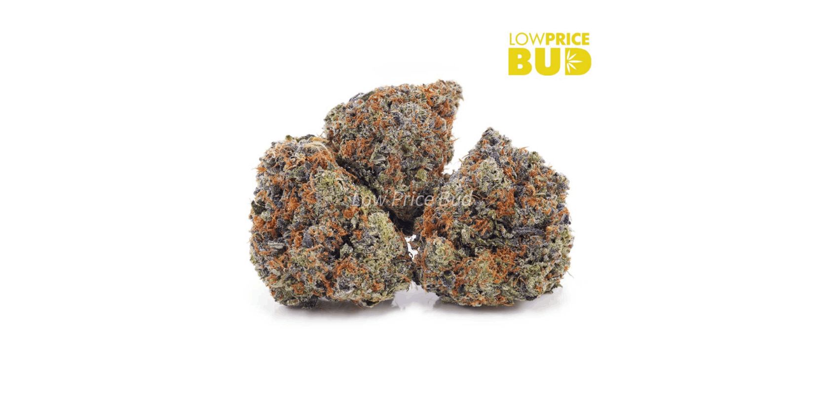This strain is not to be confused with the incredible Bruce Banner strain, another sativa dominant hybrid named after the comic book legend's alter ego.
