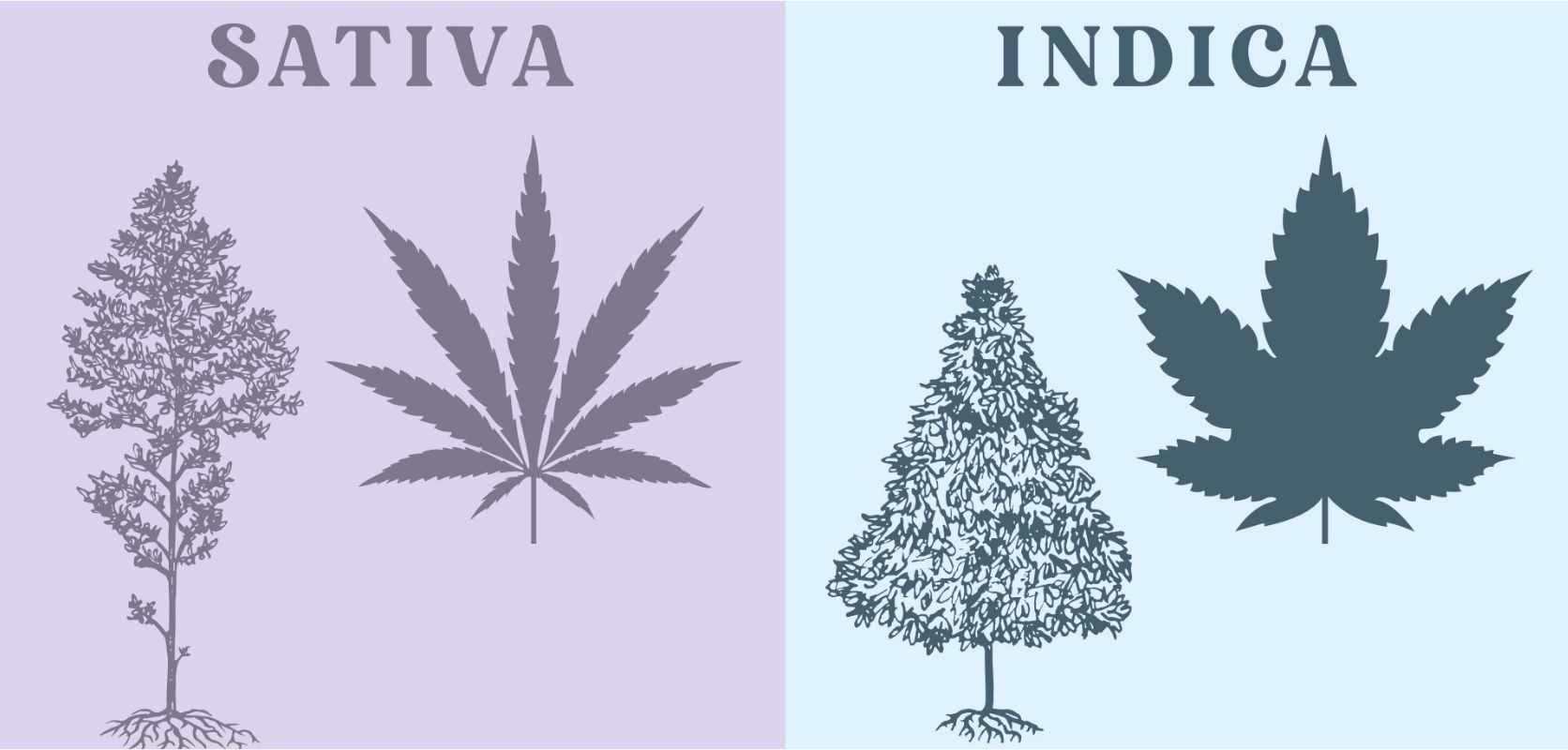 Indica vs Sativa edibles differ in their effects, taste, and aroma. Let’s get to it, what is the difference between Indica and Sativa? 