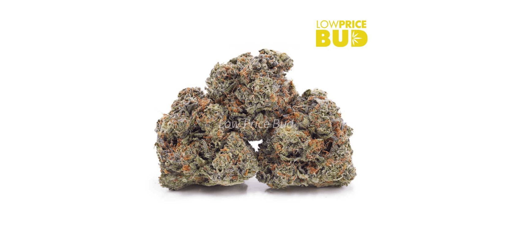 If so, the Pink Kush (AAAA) Indica will satisfy all of your needs. This is a hybrid powerhouse that packs up to 28 percent of THC. 