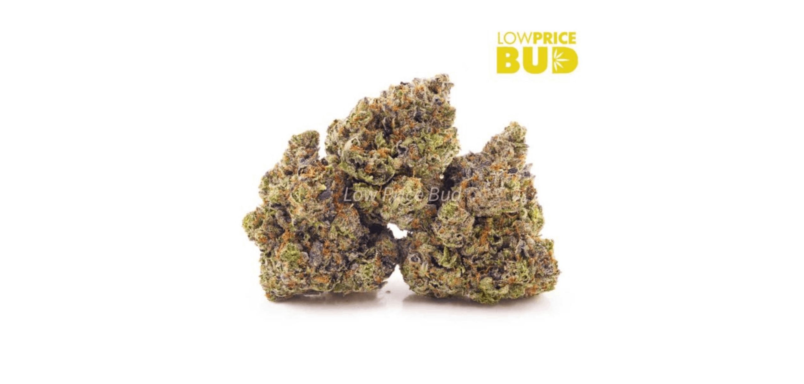 The Platinum Blackberry (AAAA) is an excellent and affordable option for users who love the Fruity Pebbles strain. 