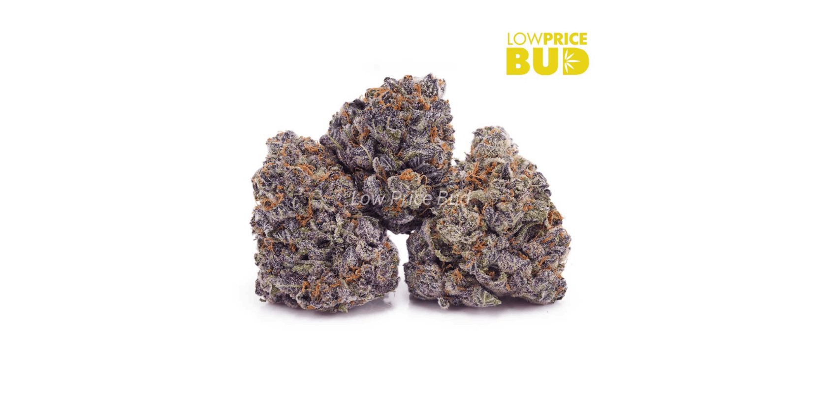 Last but not least, the Purple Tropicana (AAAA) is a Sativa dominant strain that offers a delightful taste that can only be described as heaven-like. 
