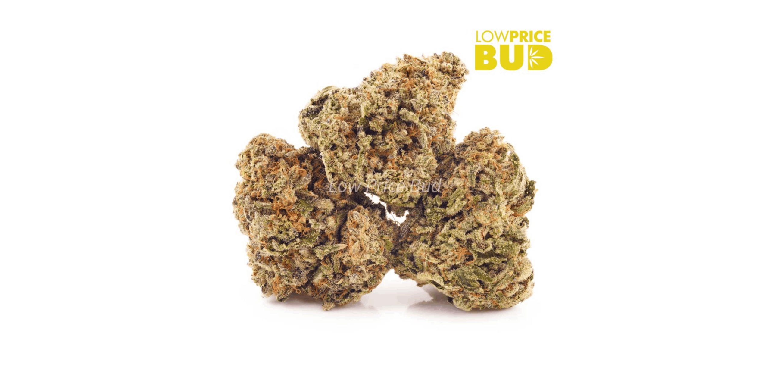 The Sundae Driver (AAA) is another great alternative to the Fruity Pebbles strain, and for good reason - it's the child of Fruity Pebbles!