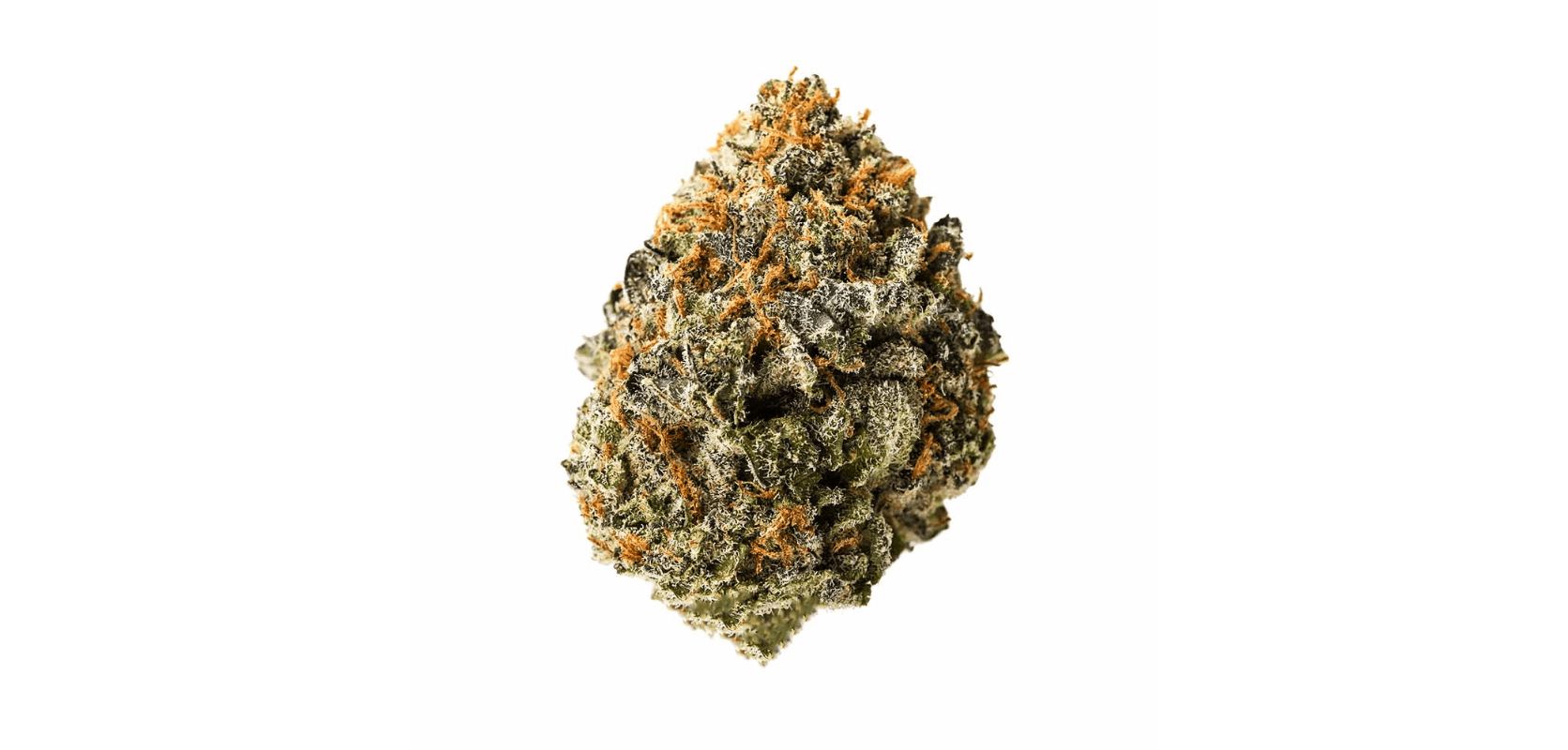 With THC levels ranging from 18 to 24 percent, this Sativa-dominant hybrid is one of the strongest buds out there. Just compare it to the ultra-powerful Grease Monkey strain, and you’ll know what we mean!