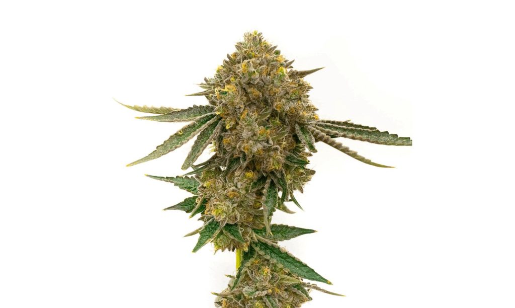 In today’s feature, we’ll talk about whether this Durban Poison strain is worth all the hype and whether you should try it out today. Keep on reading.