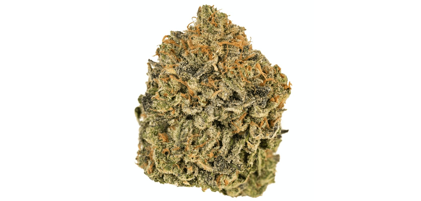 The Wedding Cake strain is beloved for its high THC levels and complex terpene profile, which makes it a popular choice among medical cannabis users looking to treat a variety of severe conditions. 