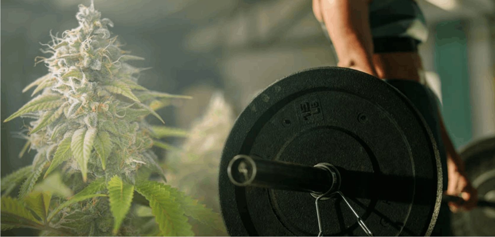 Cannabis is more than just a gym buddy! In fact, it's got a whole range of impressive perks for both recreational and medical purposes. Check out these benefits of weed: