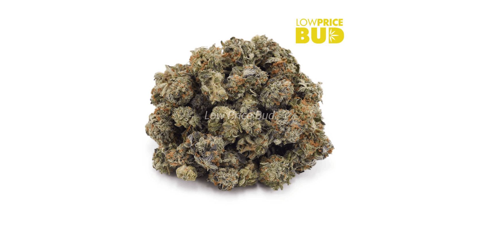 The Blue Venom (AAAA) – Popcorn Nugs is a powerful Indica hybrid that provides effective relief for acute or chronic pain. 