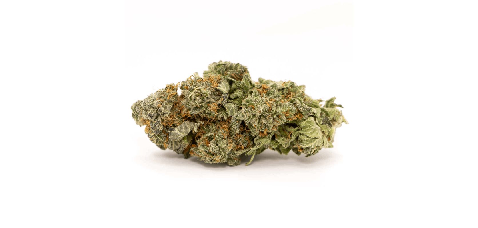 As mentioned the Bruce Banner weed strain provides users with around 24 to 29 percent THC. 